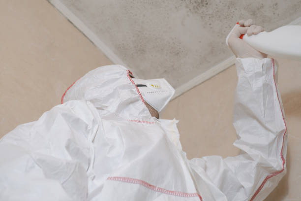 Best Same-Day Mold Removal  in Washington, MO