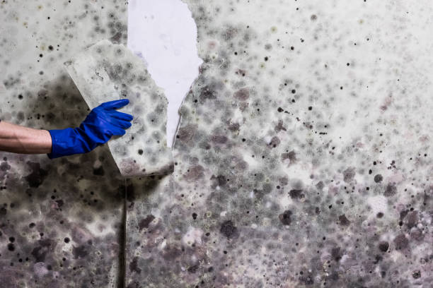 Professional Mold Removal in Washington, MO