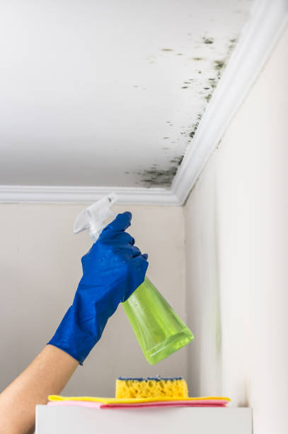Home Mold Removal in Washington, MO